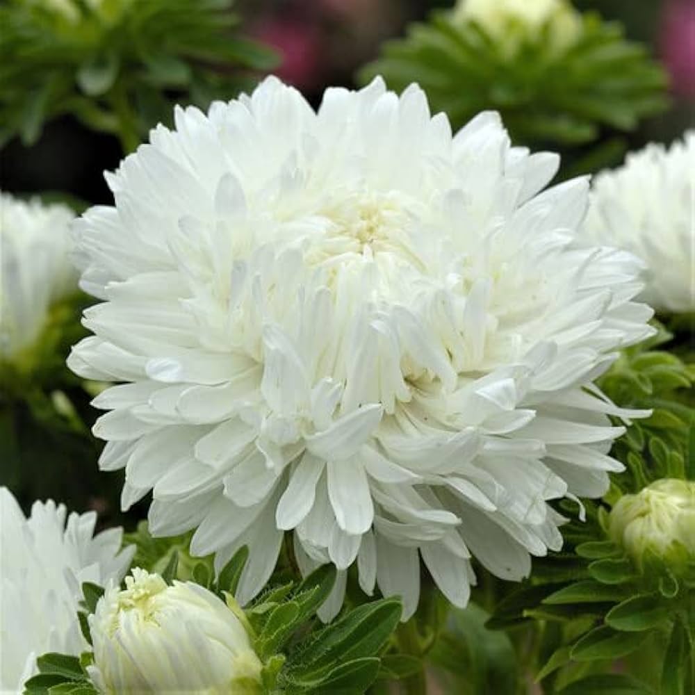 Heirloom Non-GMO Duchess Paeony Aster Flower Seeds for Planting – Full Double Blooms for Garden Displays - Non-GMO for planting in home garden